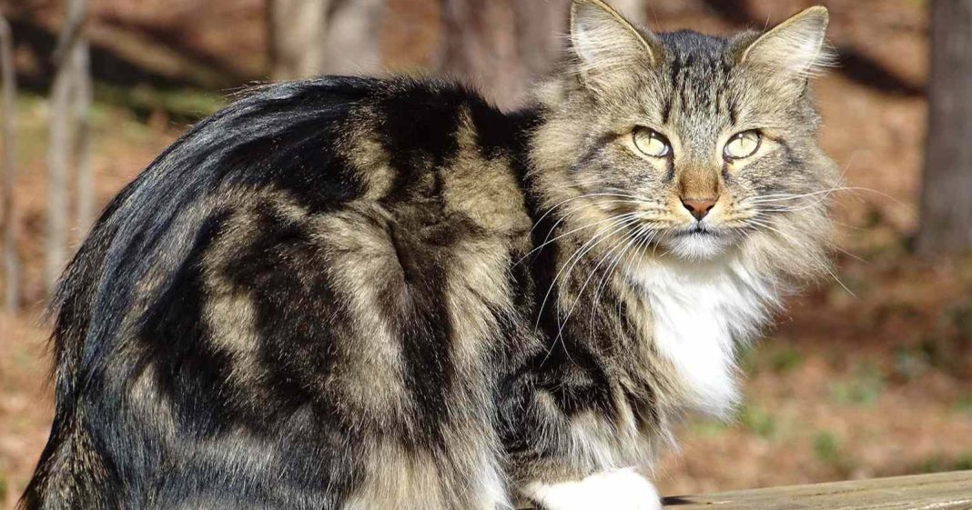 Kucing American Bobtail Sejarah Karakteristik Perawatan Fakta Menarik