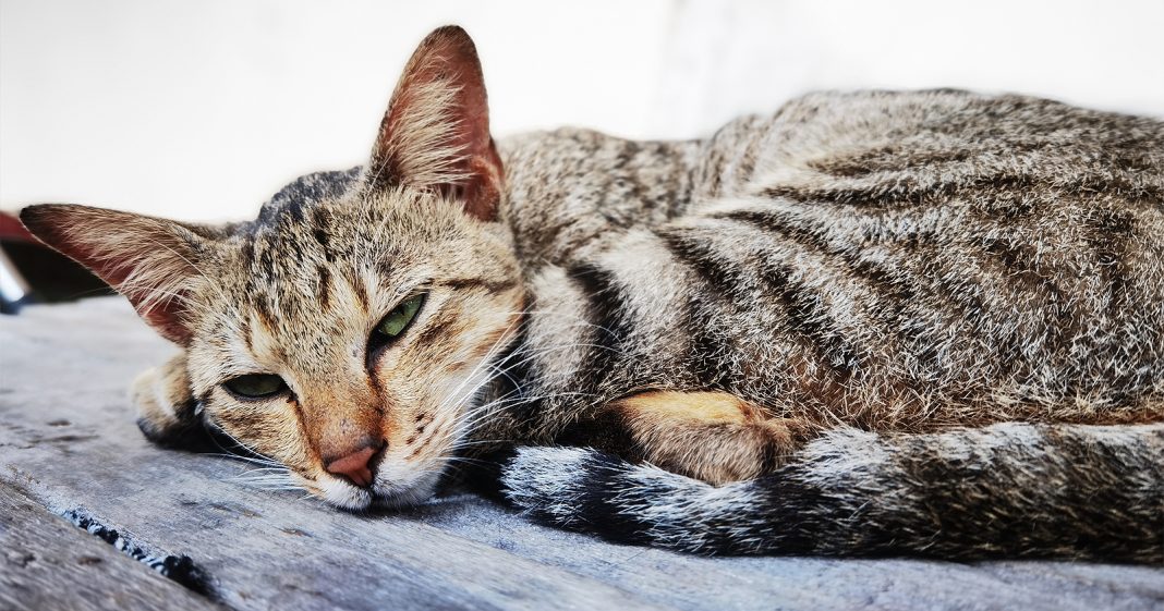 Kucing Asia Sejarah Karakteristik Perawatan Fakta Menarik Blibli