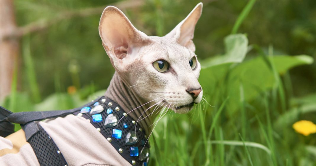 Ras Kucing Peterbald Mengetahui Sejarah Karakteristik Perawatan Dan