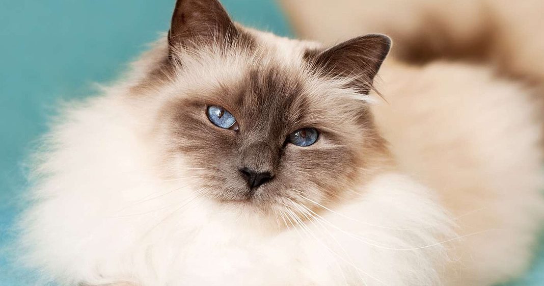 Kucing Sacred Birman Sejarah Karakteristik Perawatan Fakta Menarik