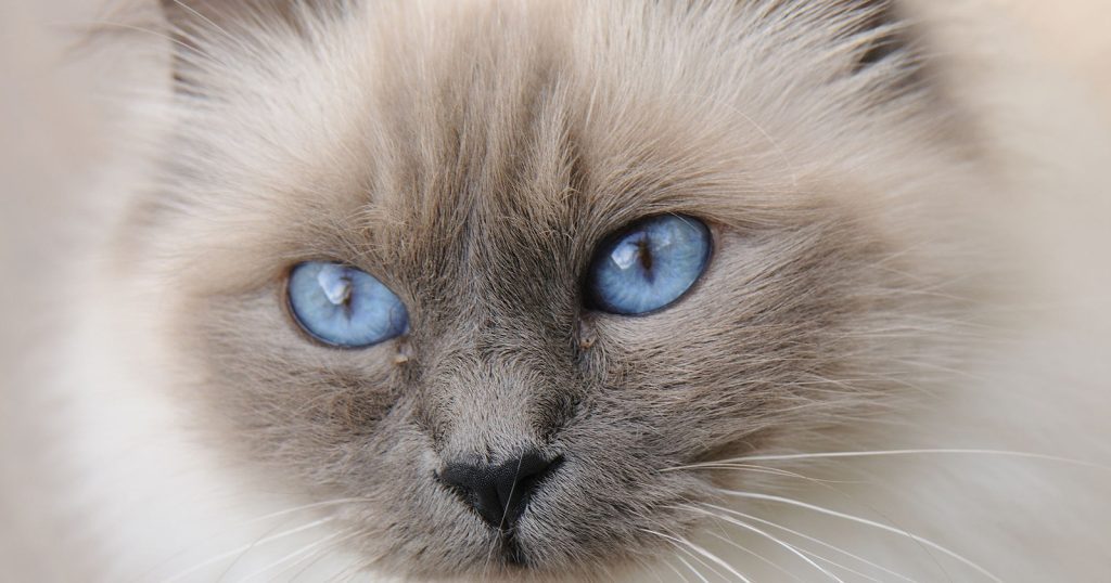 Kucing Sacred Birman Sejarah Karakteristik Perawatan Fakta Menarik