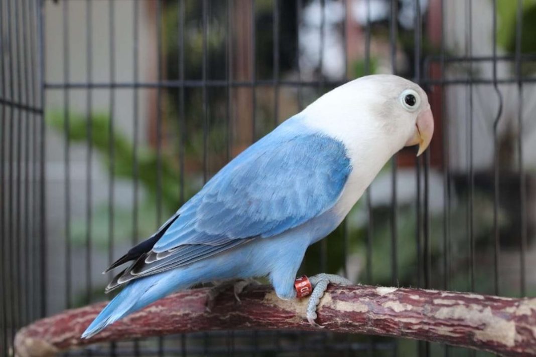 lovebird biru kepala hitam