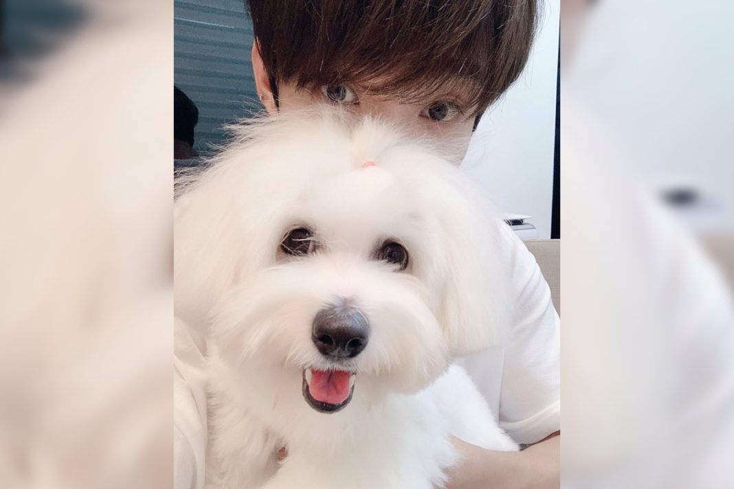 Nama Anjing Peliharaan Mingyu