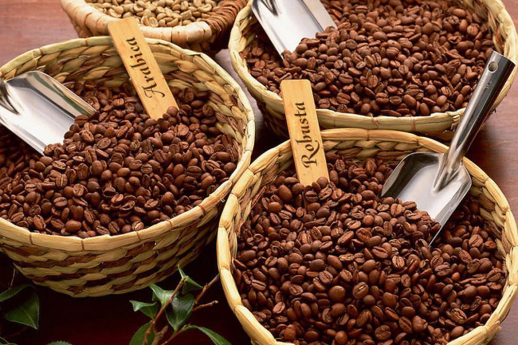 Mengenal Perbedaan Kopi Arabika Dan Kopi Robusta Yang 44 Off 5005