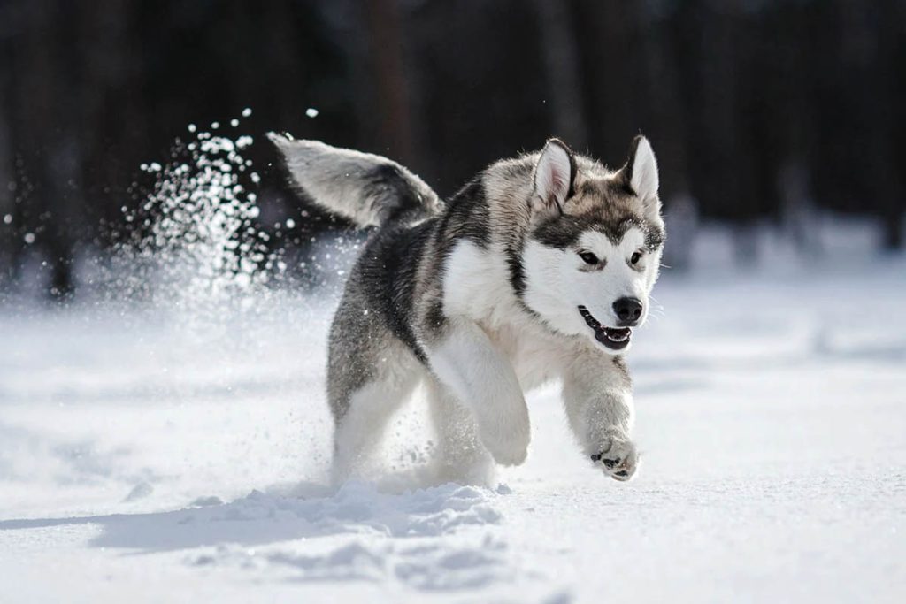 Kenali Semua Fakta Anjing Husky, Buat Yang Ingin Pelihara Wajib Tahu ...