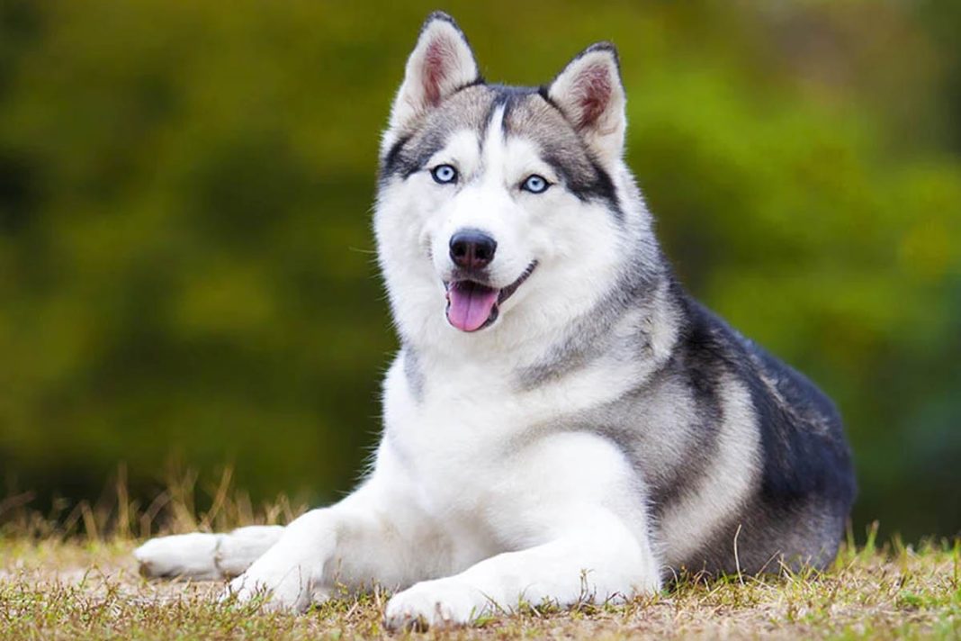 Kenali Semua Fakta Anjing Husky, Buat Yang Ingin Pelihara Wajib Tahu ...