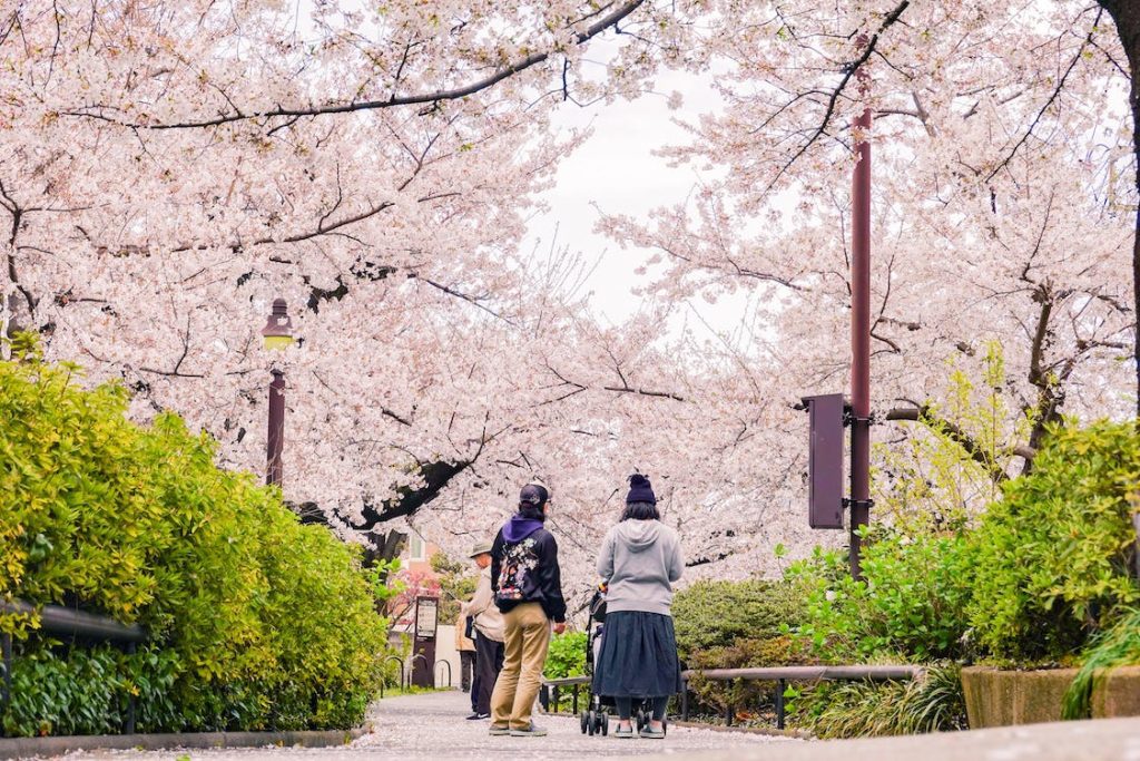 Mau Liburan Ke Jepang? Cek Di Sini Prediksi Puncak Mekar Sakura ...