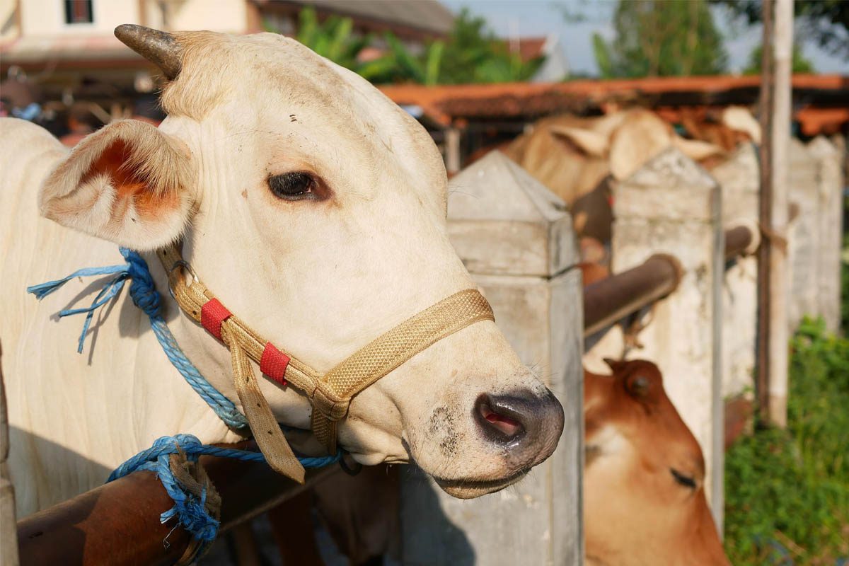 Tata Cara Menyembelih Hewan Qurban Saat Idul Adha 2024 - Blibli Friends