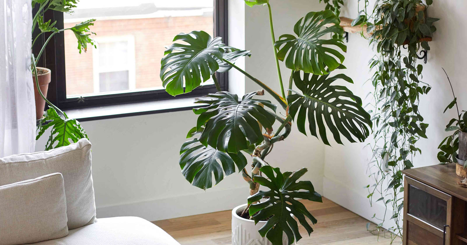 Monstera plant and dogs