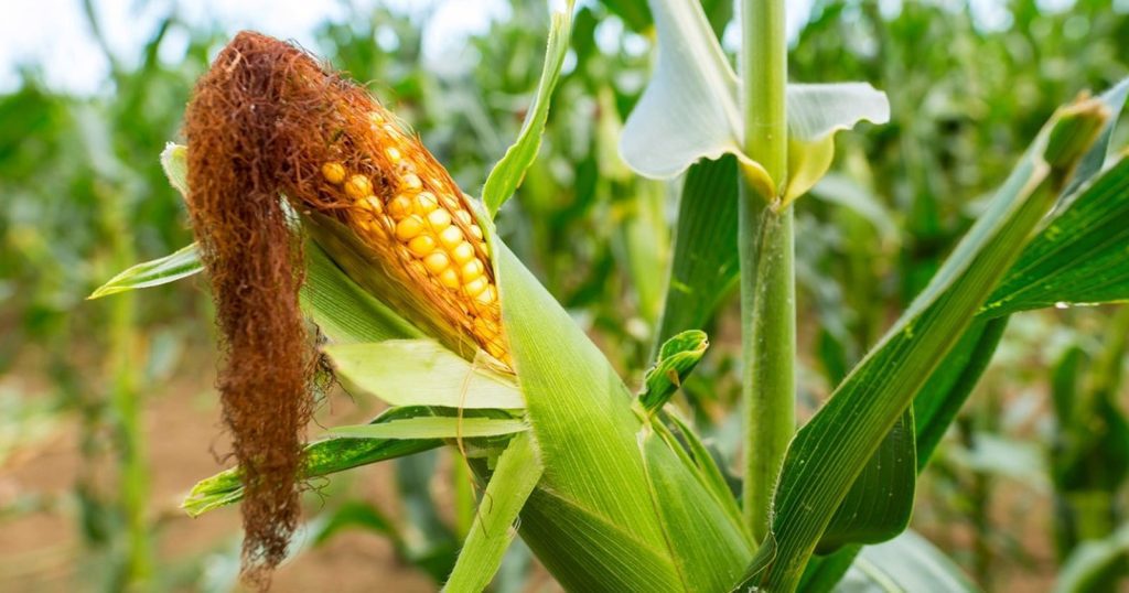 Panduan Merawat Tanaman Jagung Pasti Tumbuh Jagung Berkualitas