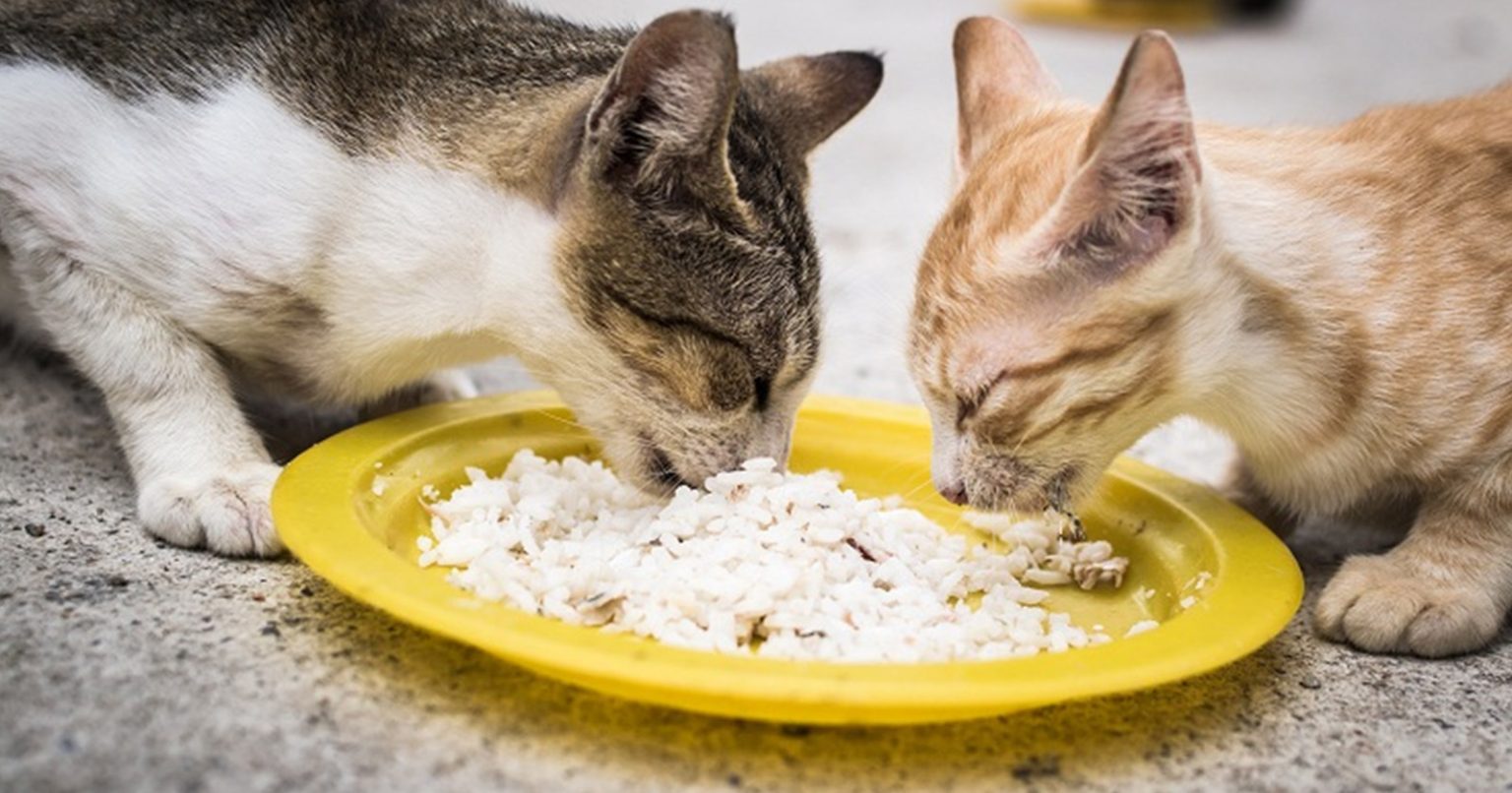 Makanan Yang Baik Untuk Kucing Mencret Apa Aja Sih Simak Yuk