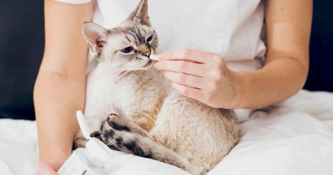 Makanan Yang Baik Untuk Kucing Mencret Apa Aja Sih Simak Yuk