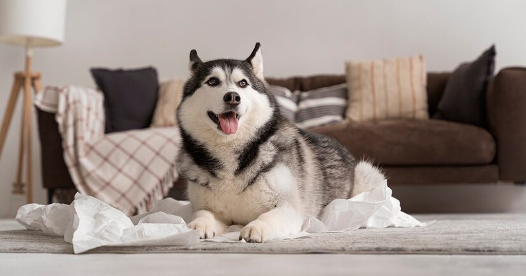 Anjing Siberian Husky: Sejarah, Karakteristik, Perawatan & Fakta ...