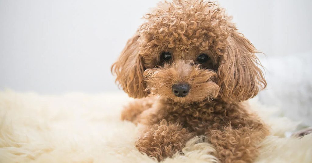 Anjing Poodle: Karakteristik, Sifat, dan Cara Merawatnya - Blibli Friends